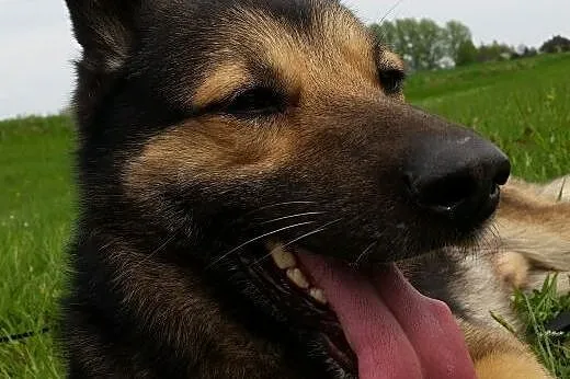 Mądry Nero szuka domu,  małopolskie Oświęcim