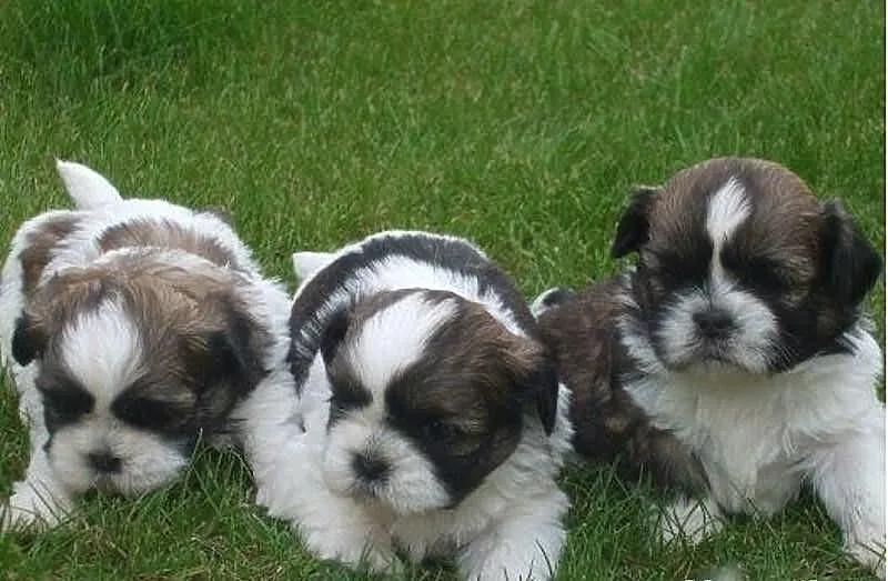 Szczenięta Shih tzu gotowe do odbioru