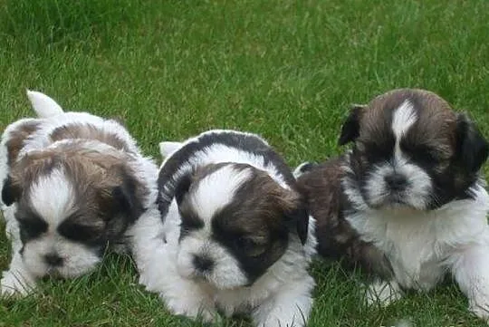 Szczenięta Shih tzu gotowe do odbioru