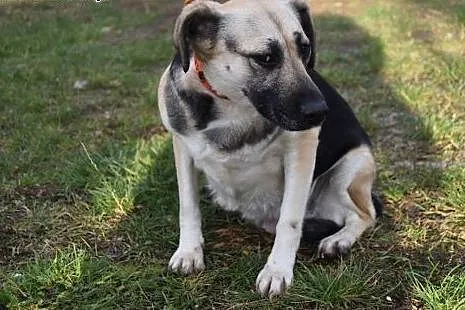 Lucy, kocha ludzi małych i dużych, wspaniała suczka do adopcji!,  Kundelki cała Polska