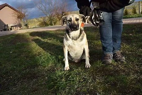 Lucy, kocha ludzi małych i dużych, wspaniała suczk