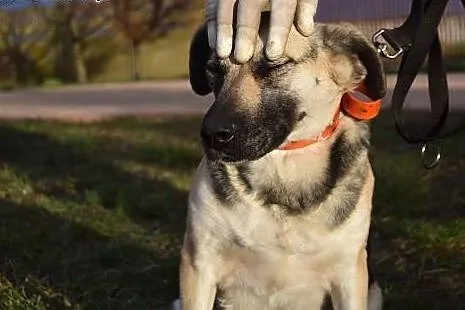 Lucy, kocha ludzi małych i dużych, wspaniała suczk
