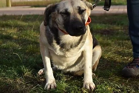 Lucy, kocha ludzi małych i dużych, wspaniała suczk
