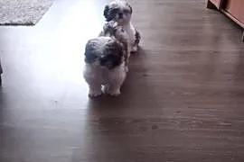 Shih Tzu suczki