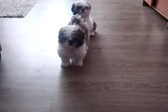 Shih Tzu suczki