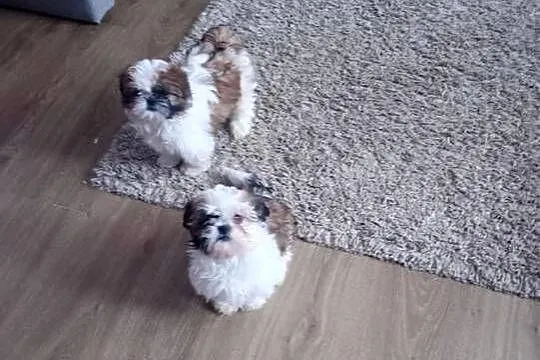 Shih Tzu suczki, Podkarpackie, Rzeszów