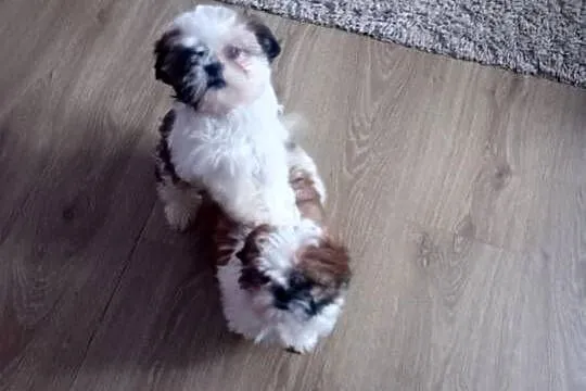 Shih Tzu suczki, Podkarpackie, Rzeszów