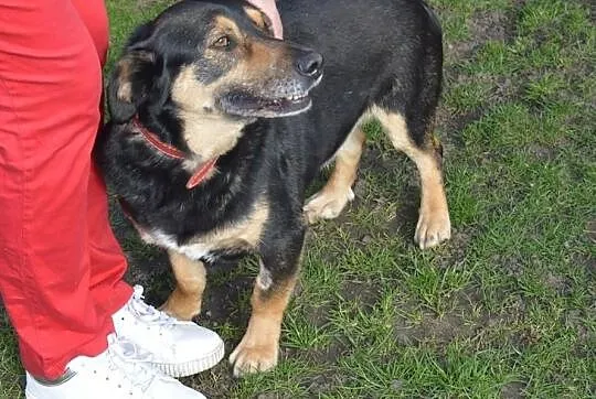 Tomcio - przytulak na kolana, kanapowy psiak - prosimy o domek!, , Wrocław