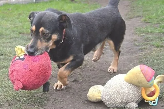 Tomcio - przytulak na kolana, kanapowy psiak - prosimy o domek!, , Wrocław