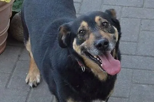 Tomcio - przytulak na kolana, kanapowy psiak - prosimy o domek!, , Wrocław