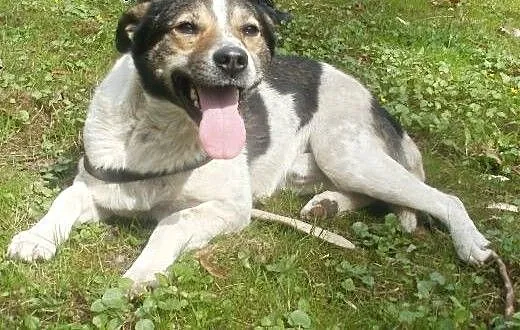 Oskar przyjacielski psiak - mix foxterrierka , m