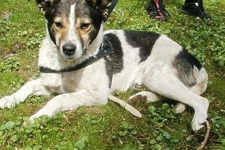 Oskar przyjacielski psiak -  mix foxterrierka ,  m