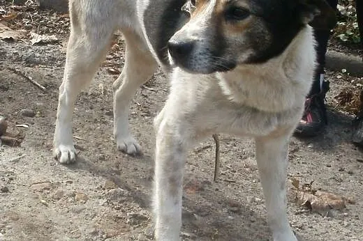 Oskar przyjacielski psiak -  mix foxterrierka ,  m