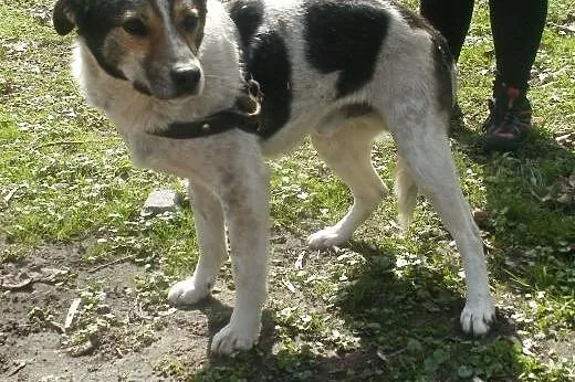 Oskar przyjacielski psiak -  mix foxterrierka ,  m