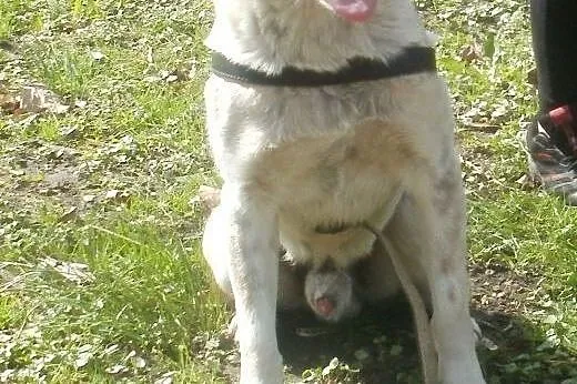 Oskar przyjacielski psiak -  mix foxterrierka ,  m
