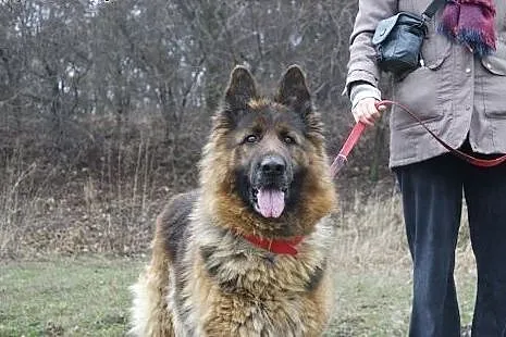Owczarek niemiecki Daisy - psi ideał. Nie żartujem