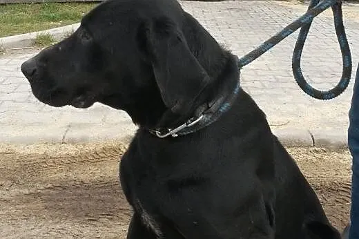 Nero - porzucony labek do adopcji,  śląskie Katowi