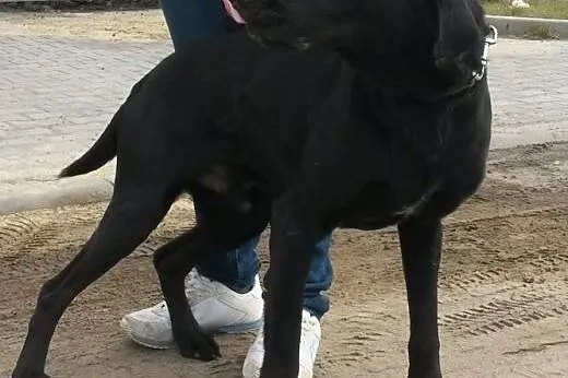 Nero - porzucony labek do adopcji,  śląskie Katowi