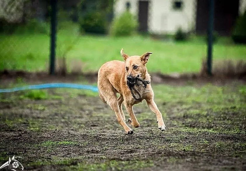 Chodź pobaw się ze mną! A potem weź mnie do domu :) - Lori, Małopolskie, Kraków