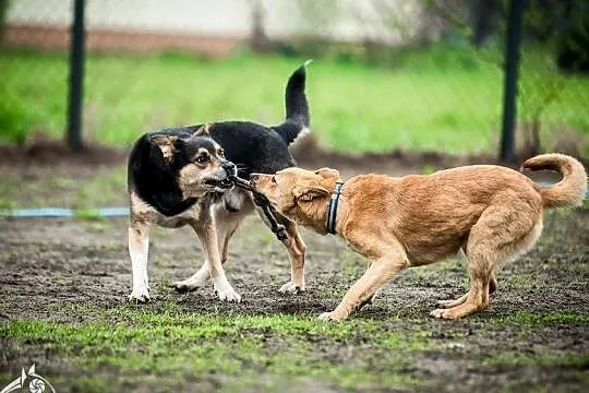 Chodź pobaw się ze mną! A potem weź mnie do domu :) - Lori, Małopolskie, Kraków