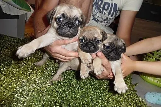 Mops szczenięta pieski,  mazowieckie Radom