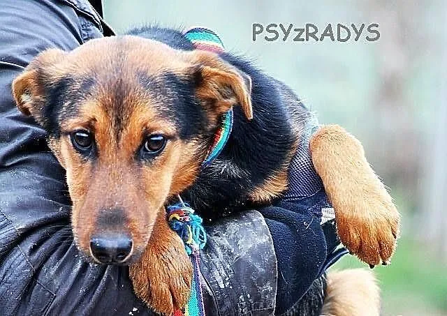 YOGI - psi podrostek do PILNEJ adopcji