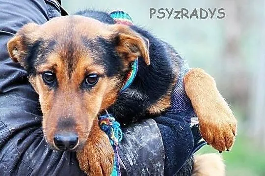 YOGI - psi podrostek do PILNEJ adopcji