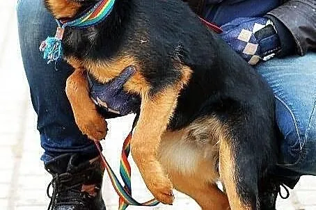 YOGI - psi podrostek do PILNEJ adopcji