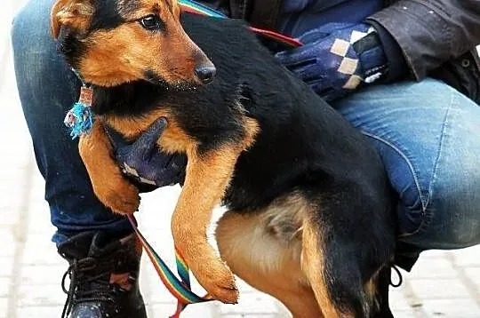 YOGI - psi podrostek do PILNEJ adopcji