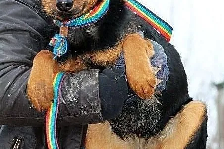 YOGI - psi podrostek do PILNEJ adopcji