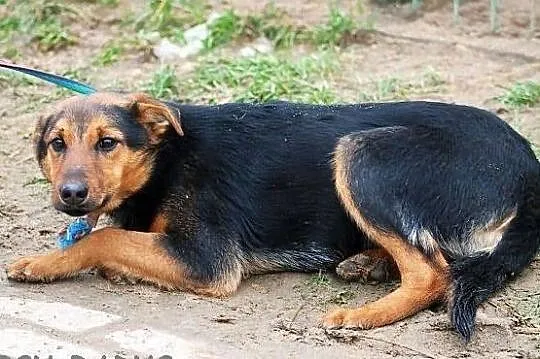 YOGI - psi podrostek do PILNEJ adopcji