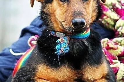 YOGI - psi podrostek do PILNEJ adopcji