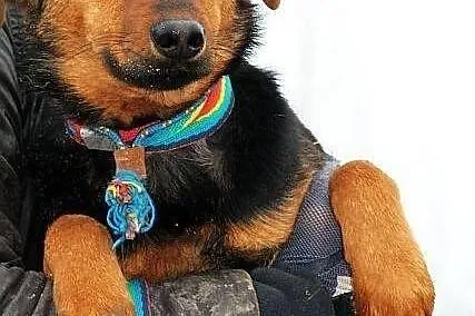 YOGI - psi podrostek do PILNEJ adopcji