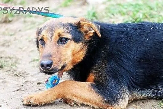 YOGI - psi podrostek do PILNEJ adopcji
