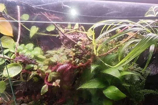 System zraszania do terrarium, Podlaskie, Białystok