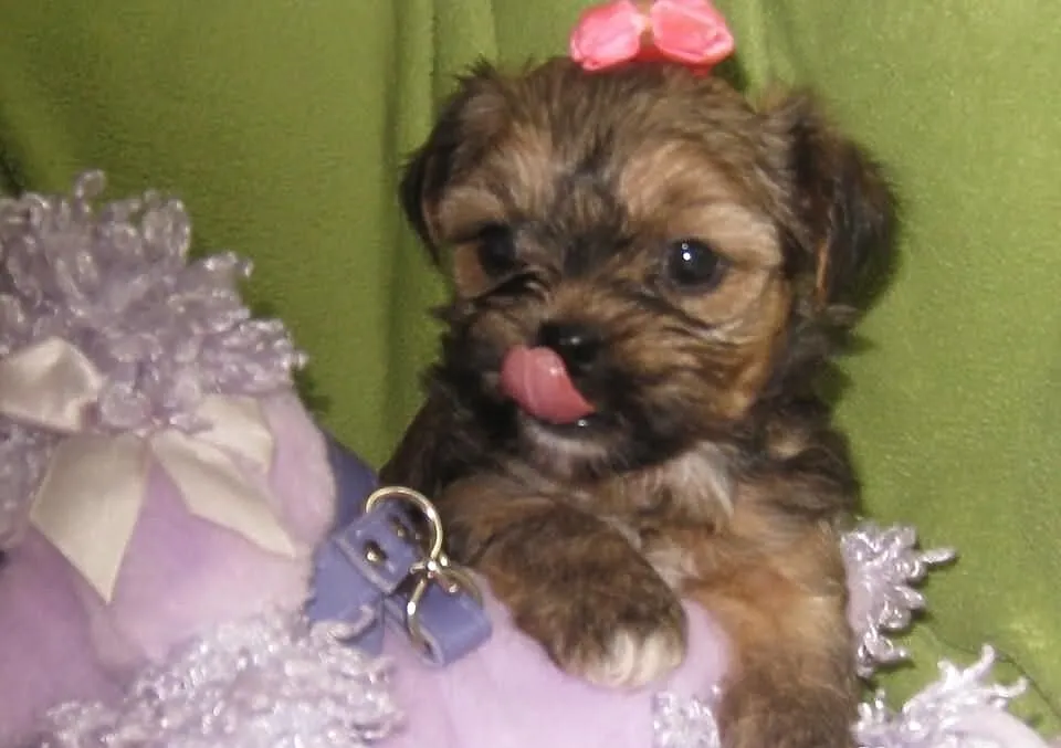 Shih Tzu szczeniaczki