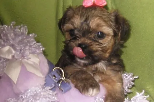 Shih Tzu szczeniaczki