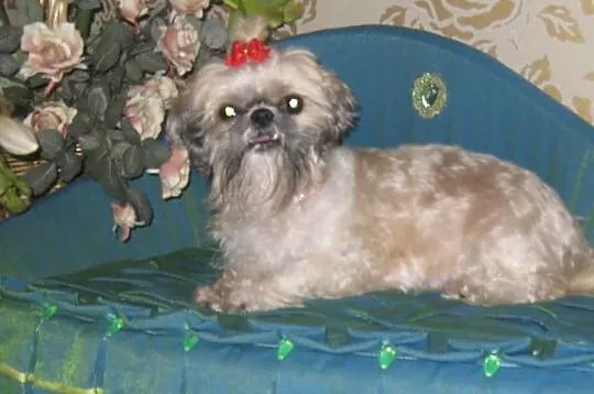 Shih Tzu szczeniaczki