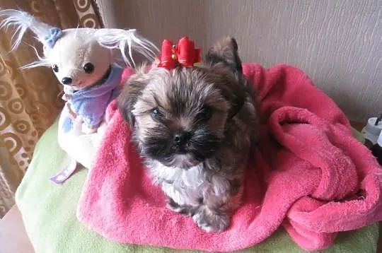 Shih Tzu szczeniaczki