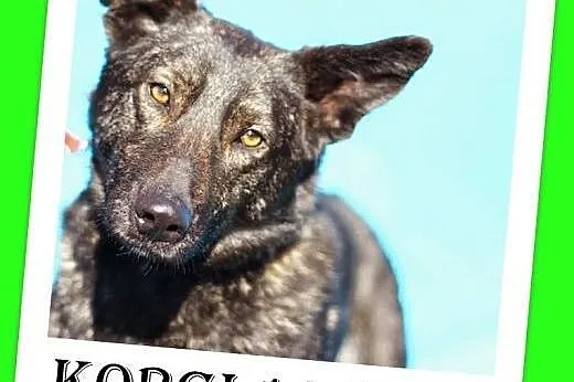 Kocha dzieci,jedwabisty,młody KORGI cierpi w schronisku,  dolnośląskie Wrocław