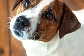 Jack Russell Terrier Reproduktor FCI, Koźmin Wielkopolski