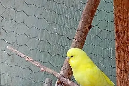 Sprzedam faliste, Mazowieckie, Tłuszcz