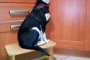 Tosia 6 kg młodziutka sunia błaga o odpowiedzialny