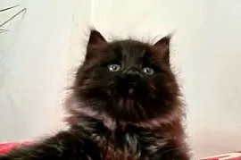 Maine Coon XXL