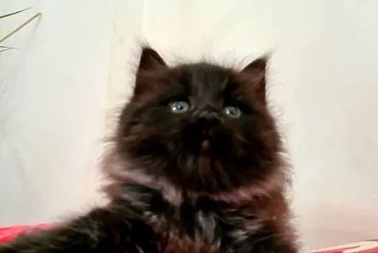 Maine Coon XXL
