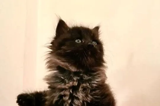 Maine Coon XXL, Świętokrzyskie, Drygulec