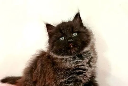 Maine Coon XXL, Świętokrzyskie, Drygulec