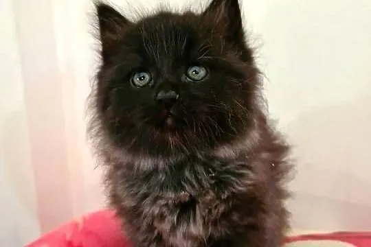 Maine Coon XXL, Świętokrzyskie, Drygulec