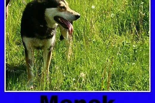 Towarzyski, grzeczny pies Menek -adopcja,  dolnośląskie Wrocław