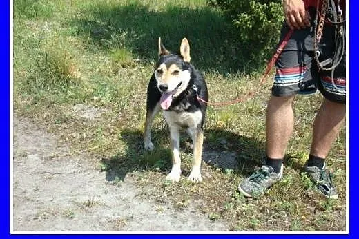 Towarzyski, grzeczny pies Menek -adopcja,  dolnośl